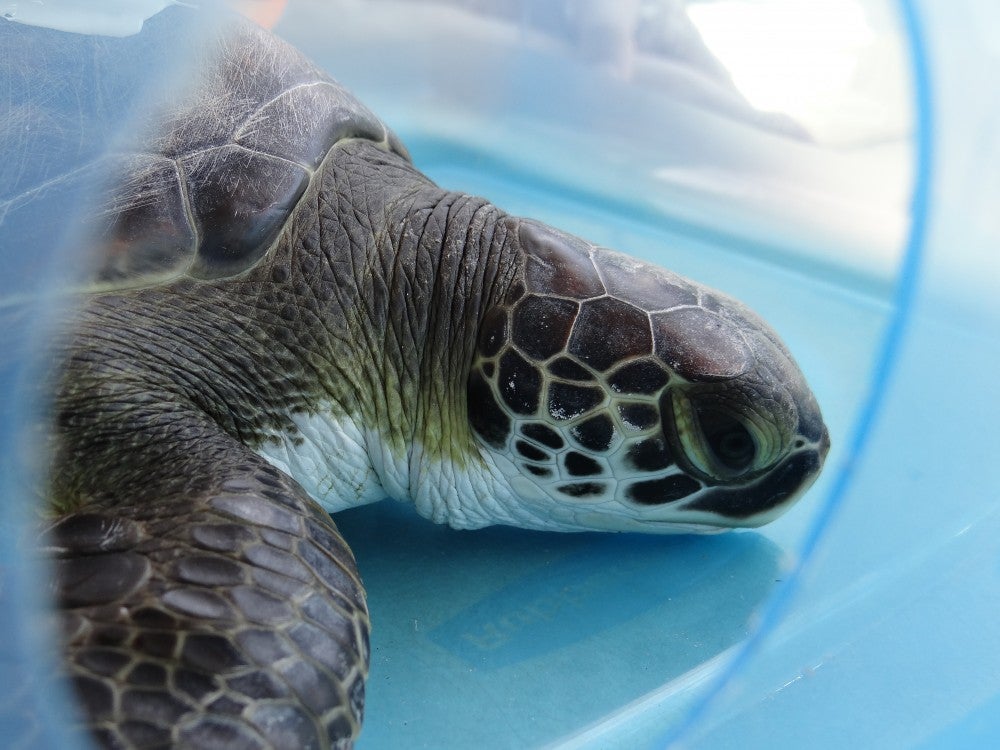 UCF's Mansfield Keynote Speaker at International Sea Turtle Symposium ...