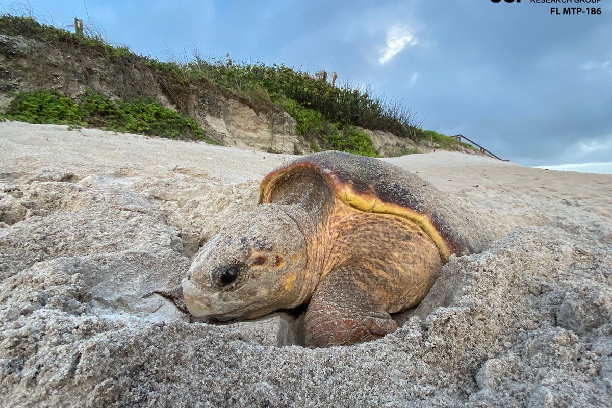 Today is World Sea Turtle Day – UCF Experts Celebrate | University of ...