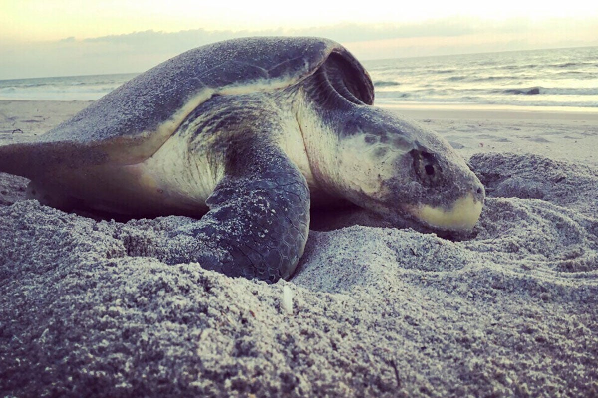 Today is World Sea Turtle Day – UCF Experts Celebrate | University of ...