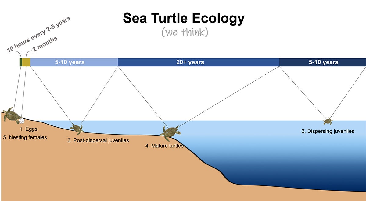 Sea turtles spend about 10 hours on the beach every two to three years to nest. The nest remains on the beach for about two months, after which the turtles swim far offshore, where they remain for five to 10 years, though the exact duration is unclear. They then move to shallow water habitats for another five to 10 years. Once they reach maturity, they can nest for 20 years or more.