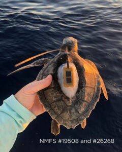 Tagged juvenile Kemp’s Ridley sea turtle. (Photo courtesy of Kate Mansfield)