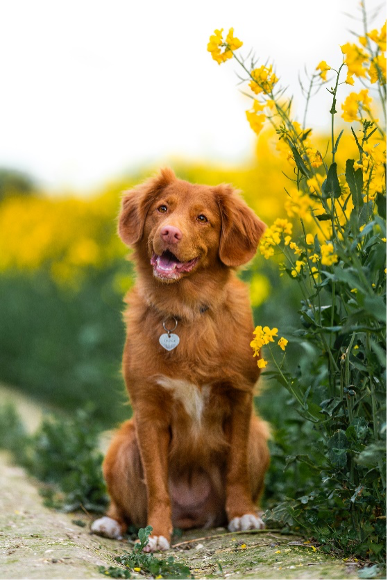 Dog sitting next to a field of yellow flowers. 